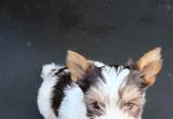 Yorkie puppy male and female