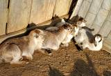 Nigerian/ pygmy goats