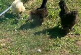 Silky chickens, rooster and chicks