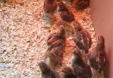 Speckled Sussex chicks