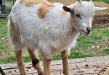 Spotted Blonde Nigerian Dwarf Goat