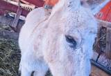 1 Year Old White Red Roan Mix Donkey
