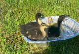 Ducklings $20 for All