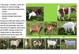 5 Boer Goats - 4 female / 1 male