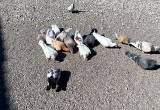 perfomance pigeons