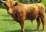 bull, highlander