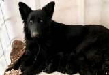 Black and sable German shepherd puppies