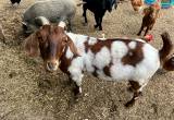 8 boer girl goats