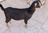 lamancha goat
