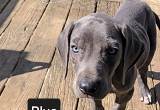 Great Dane Puppies Available 4/15/24