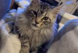 Female Silver Smoke Maine Coon