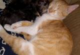 My missing bobtail cat