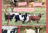 Registered Myotonic Fainting Goats