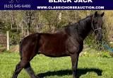 Black Tennessee Walking Horse