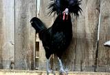Black Polish Rooster