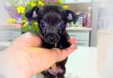 micro teacup chihuahua puppies