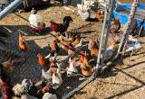 Mixed Breeds and Birds for Sale