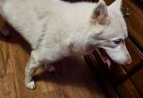 Siberian huskey (white) needs a good hom