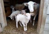 Ram, Ewes, & Lambs