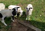 ram lambs and ewe lamb