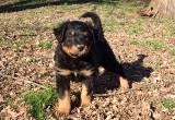 CKC Reg. English Shepherd Puppies