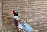 Ring neck Pheasants