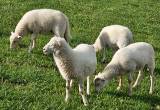 8 male sheep