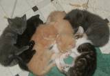6 Free Kittens