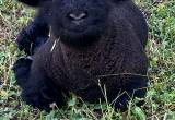 Registered Babydoll sheep. registered.