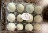Ameracauna/ easter egger eggs & chicks