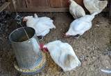 American Breese Chickens