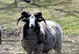 Jacob Sheep Rams