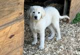Female Great Pyrenees Puppies