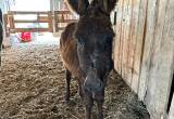 9 month old jack donkey