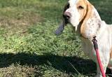 Double lace ear basset hound