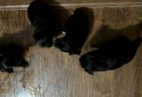 For sale: CKC Registered Yorkipoos