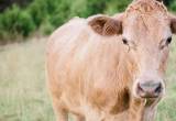 WANTED: Grass-Fed Breeding Stock