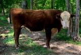 Polled Purebred Hereford Bull