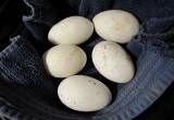 6 Sebastopol Geese Eggs for hatching