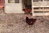 Rhode Island red laying hens