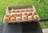 Farm Fresh Country Eggs