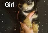 Chi-Poo Puppies 1 Girl 1 Boy