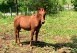 8 month old quarter filly