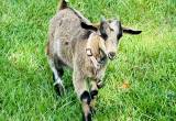 Baby Goats $250 each